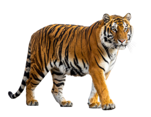 Rear Three-Quarter View of Tiger Walking Away with Turning Head, Isolated PNG