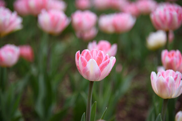 Obraz premium pink tulip flowers in flower bed, growing beautiful flowers, gardening concept, nature background