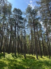 Tall Pine Trees Standing Like a Natural Fence in a Dense Forest, with Sunlit Grassy Floor in Preila, Lithuania – Majestic & Peaceful Nature Scene