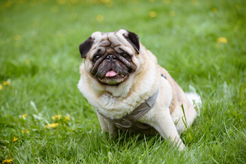 cute small black and white pug dog on green grass in park in summer, dogwalking concept