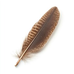Single white fluffy feather from a bird's wing, perfect for writing or calligraphy, isolated on a clean background