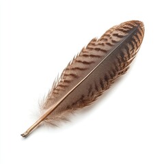 A single, light bird feather, isolated on a clean white background, with a soft grey shadow