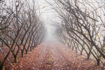 View of the orchard's symmetrical rows of bare trees and a carpet of fallen leaves leading into the misty distance, Dwellingup, Western Australia, Australia.