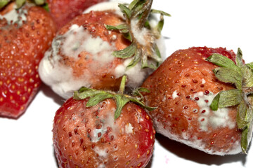 Close up of mouldy fruit strawberry strawberries on white background