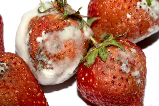 Close up of mouldy fruit strawberry strawberries on white background