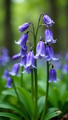 Delicate drooping English bluebell flowers in a woodland setting , macro, leaves, meadow