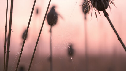 Dewy spider webs woven between dried grasses at dawn