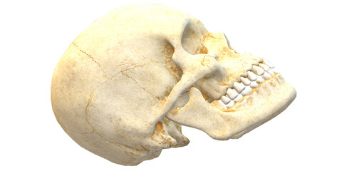 3D Render Human Skull isolated on a Transparent Background