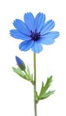 Delicate blue flax flower, isolated on white background, design element, beauty