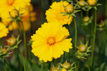 coreopsis flowers close up

