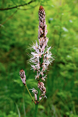 Asphodelus is a genus of plants in the Asphodelaceae family that includes several herbaceous species, generically known by the common name of asphodel