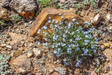 Wild blue Forget-me-not flowers among stone. Myosotis alpestris or Alpine forget-me-not. Top view