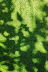 View of a Green Grass with a Natural Shadow