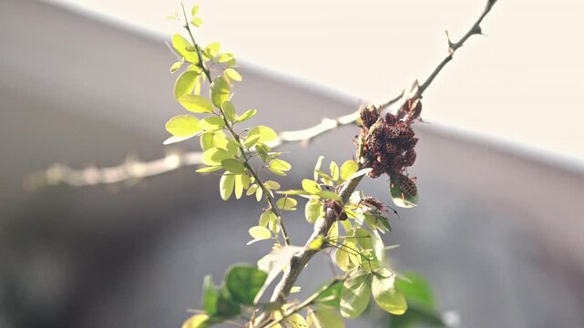 A group of black and orange chinche bugs tightly clustered on a tree branch under daylight, surrounded by green leaves.