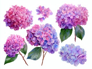 A Gorgeous Variety of Hydrangea Blooms in Different Sizes for Stunning Floral Arrangements on white background and watercolor style