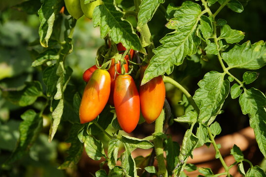 The "San Berao" is a tomato variety known as a cross between the De Berao and the San Marzano. Hanover Botanical School Garden, Germany.