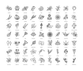 Medical healthy herbs and flowers