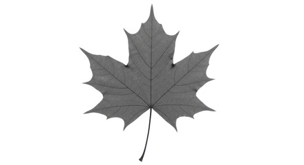 Isolated Maple Leaf