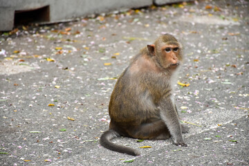 Monkey with cute baby, mother and child sitting on branch at open zoo Thailand.