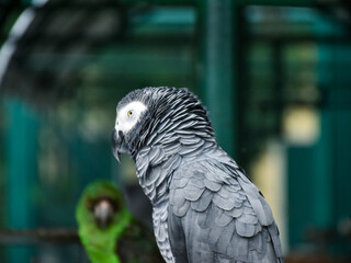 The grey parrot (Psittacus erithacus), also known as the Congo grey parrot or African grey parrot, parrot with green background sitting on the branch