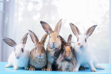  group of fluffy bunny,young adorable rabbits lying on floor