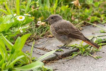 A female black redstart (Phoenicurus ochruros) looking for bugs and insects in our garden.