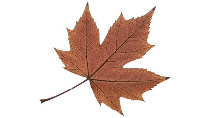 Isolated maple leaf on white background