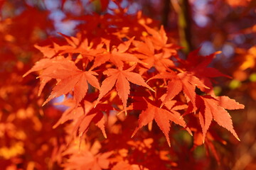 Vibrant red Japanese maple leaves glowing in autumn sunlight.