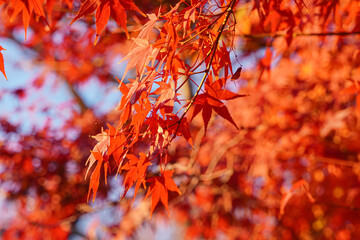 Vibrant autumn foliage of red maple leaves against a soft blue sky.
