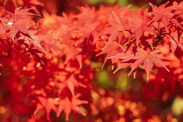 Vibrant red Japanese maple leaves ablaze with autumn color, showcasing intricate leaf details and natural beauty.
