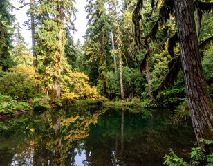Autumnal forest reflecting in still water