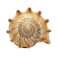 Obraz premium Seashell spiral, beach treasure, oceanic design, isolated on white background