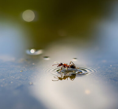 ants standing on water