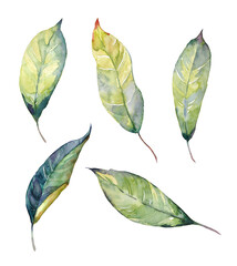 Watercolor hand-painted green magnolia leaves illustrations on a transparent background. Watercolor botanical elements.