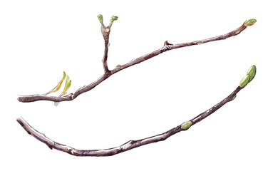Watercolor hand-painted illustrations of magnolia branches on a transparent background. Realistic botanical illustrations.