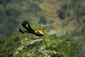 Great Hornbil bird watching in the forest