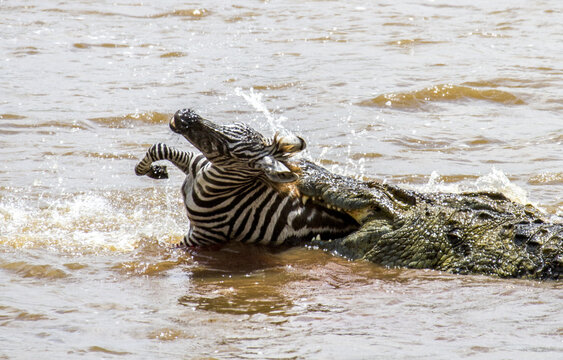 View of a crocodile's jaws clamp down on a zebra in the river's murky water, a desperate struggle for survival against the current, Narok, Narok, Kenya.