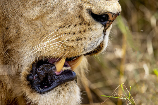 View of a majestic lion's powerful jaw, teeth, and nose details, showcasing the raw beauty of wildlife up close in an immersive ground-level perspective, Narok, Narok, Kenya.