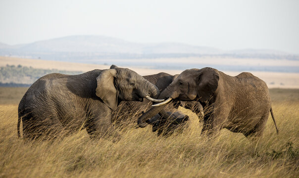 View of elephants gently touching tusks amidst golden grasses under a soft sky, a tender moment captured in the wild plains, Narok, Narok, Kenya.