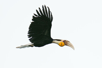 Wreathed Hornbill  in flight bird watching in the forest