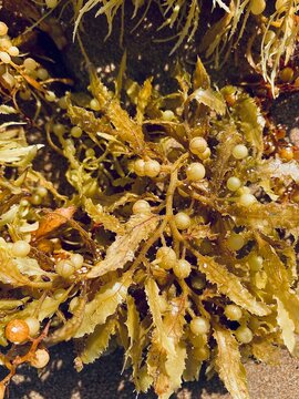  seaweed sargassum 