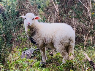 Naklejka premium sheep and lamb