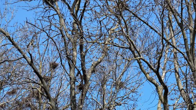 Numerous crow nests on old branchy trees and cawing crows
