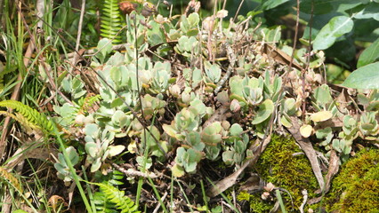Clump of succulents growing on a dead tree limb in Cotacachi, Ecuador