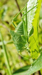 Green katydid on a leaf in Cotacachi, Ecuador