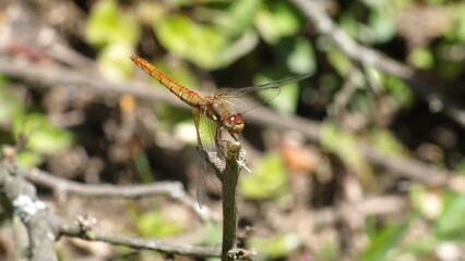 Yellow dragonfly perched on the tip of a twig in Cotacachi, Ecuador
