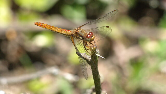 Yellow dragonfly perched on the tip of a twig in Cotacachi, Ecuador