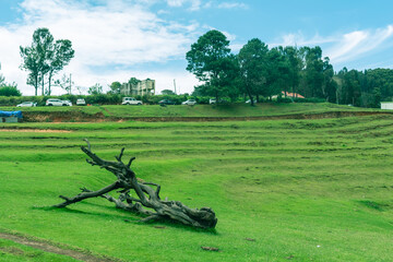 Lush greenery covers the landscape of Kodaikanal, showcasing a peaceful area with a few vehicles parked up a gentle slope and a weathered tree trunk lying in the foreground.