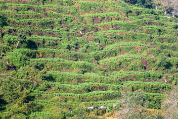 Vibrant agricultural terraces on a hillside showcasing lush green crops in a rural landscape during daytime