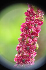 Pink flowers growing on a stem in Cotacachi, Ecuador